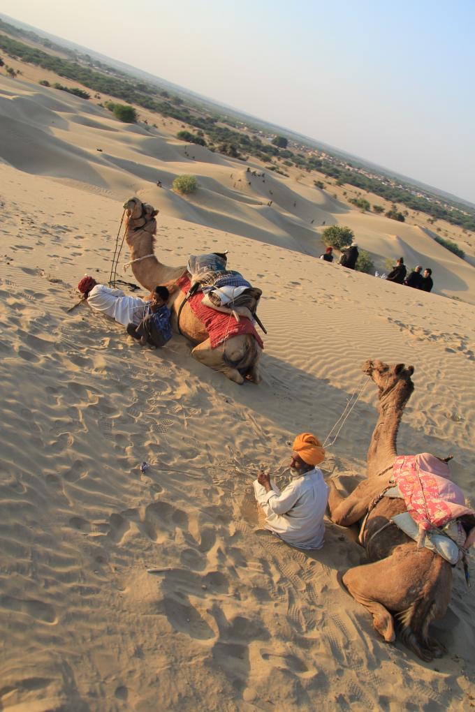 Circuit Safari au Rajasthan : voyage, circuit, inde, rajasthan, safari, chameaux, inde du nord