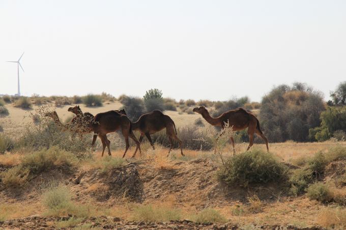 Circuit Safari au Rajasthan : voyage, circuit, inde, rajasthan, safari, chameaux, inde du nord
